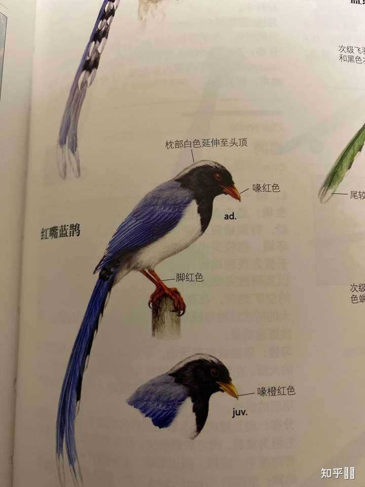 这是我曾经惊鸿一瞥,但一直没有近距离看到的红嘴蓝鹊.