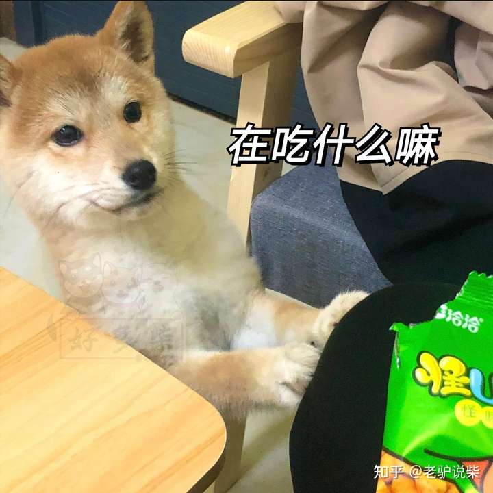 可以让我看看你们尴尬期的柴犬吗