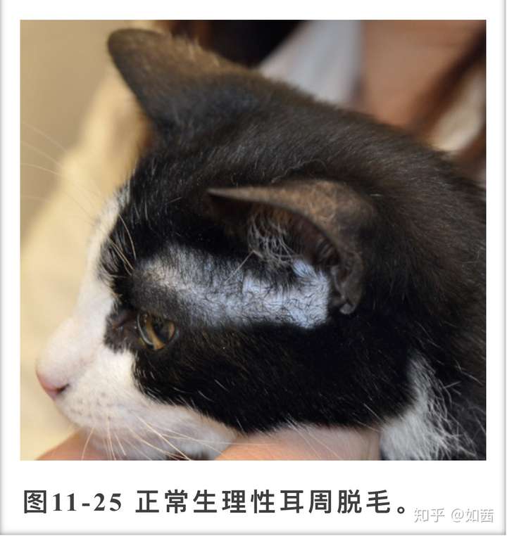 小猫咪两眼睛上面的毛没有了是怎么回事?