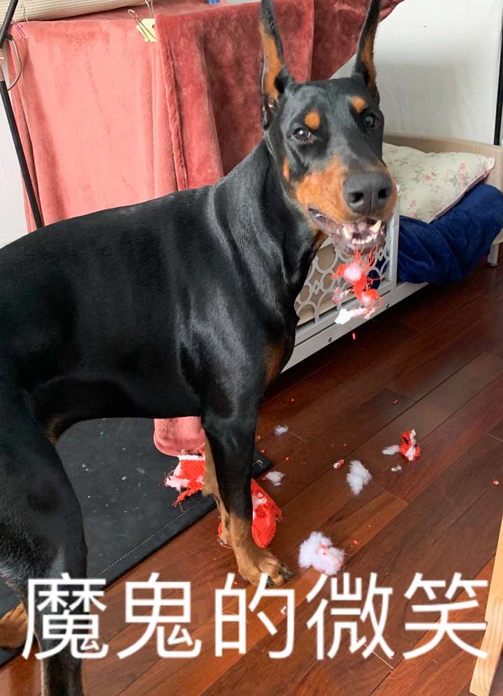 为什么大家不太敢养杜宾犬