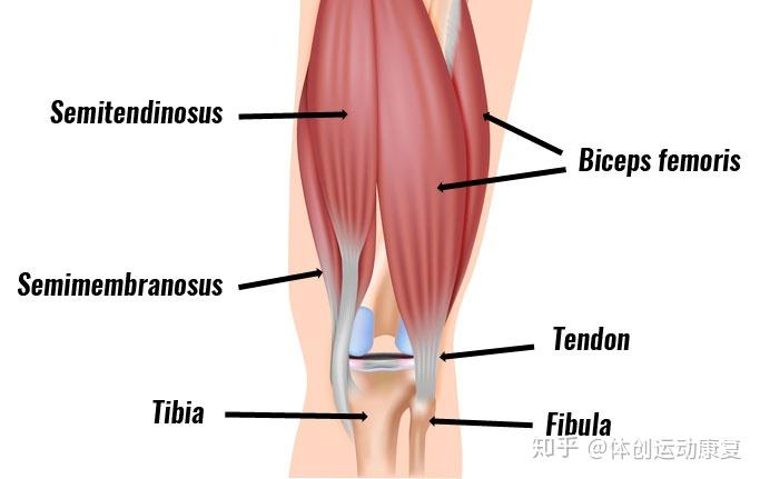 膝盖后面的韧带疼痛,怎么治疗?