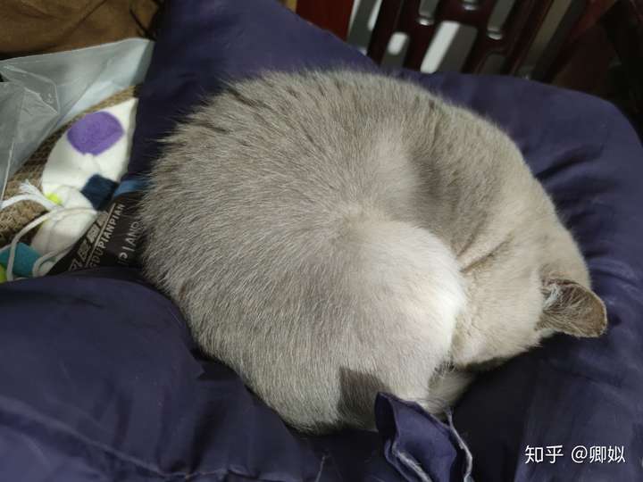你的猫咪有哪些奇奇怪怪的睡姿或者癖好?
