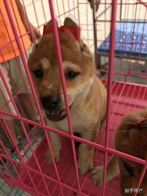 请教一下,这只是纯种柴犬,还是土狗,或者是串串?