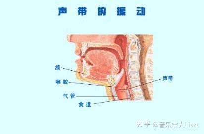 唱歌声音憋和声带闭合的区别是什么