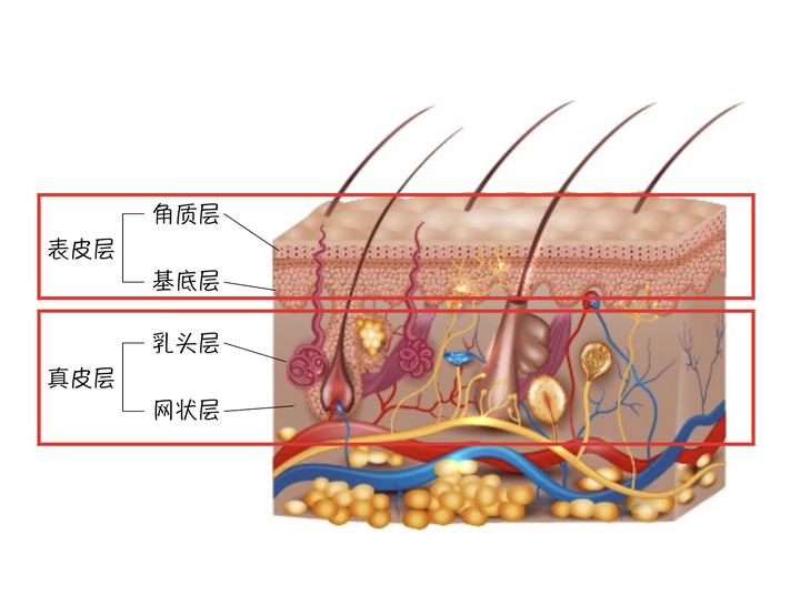 皮肤分为表皮层和真皮层.