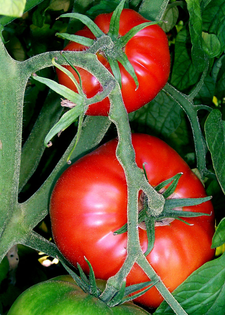 西红柿属于茄目茄科茄属,所以还是番茄这个名称更符合实际 橄榄和油