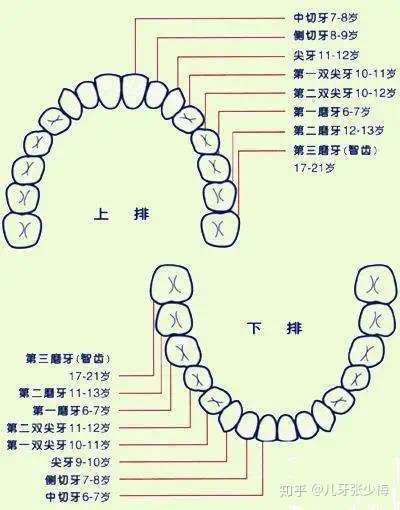 正常人有多少颗牙齿呀?