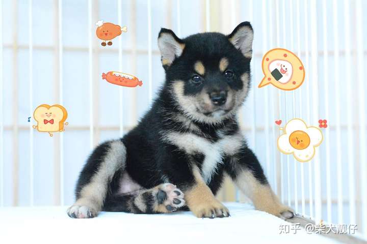 黑柴犬和四眼土狗有什么区别
