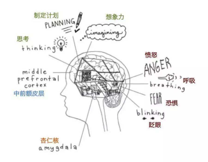 即:事件→愤怒情绪→大脑边缘系统→愤怒加剧→愤怒支配人.