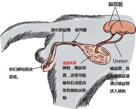 下泌尿系统包括膀胱和尿道,这里可以出现一大堆造成梗阻的下泌尿道