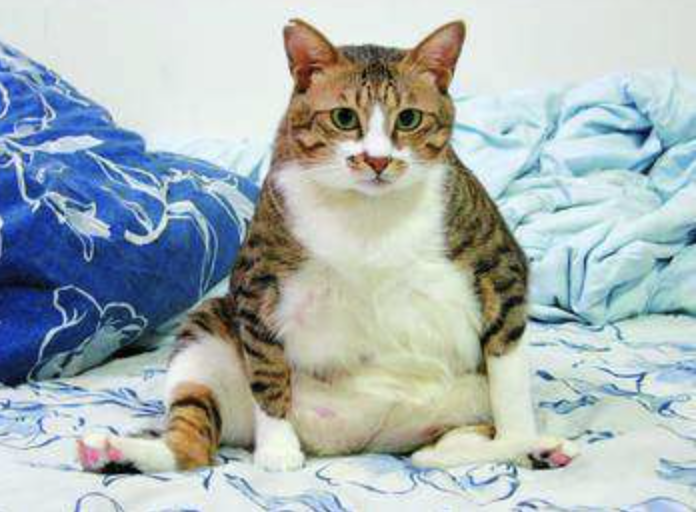 猫咪太胖了一定要给它减肥吗?