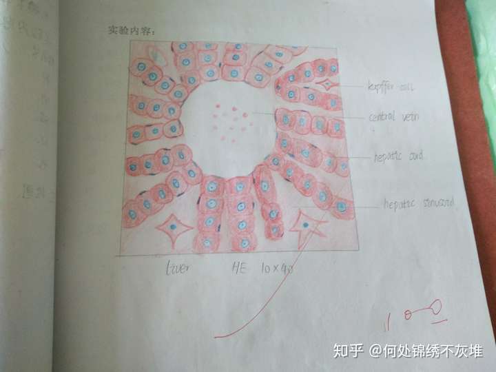 高倍镜下肝小叶和门管区红蓝铅笔手绘图