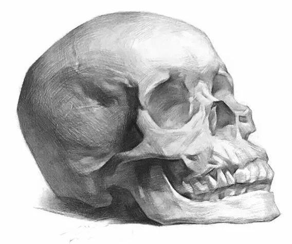 不仅仅头骨要学,骨骼肌肉都要学 另外学习绘画一般从素描开始,透视