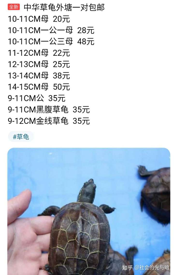 请问这是哪种乌龟?公的母的?