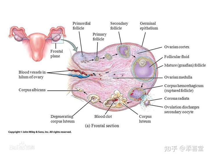 四级卵泡体积最大,贴近卵巢表面,其卵泡腔进一步扩大,卵泡腔大,壁薄