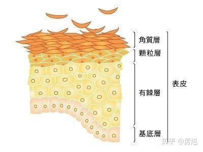 表皮又分五层:角质层,透明层,颗粒层,棘层,基底层.