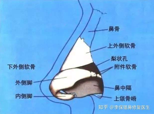 鼻综合手术的手术方式和鼻子的解剖结构?