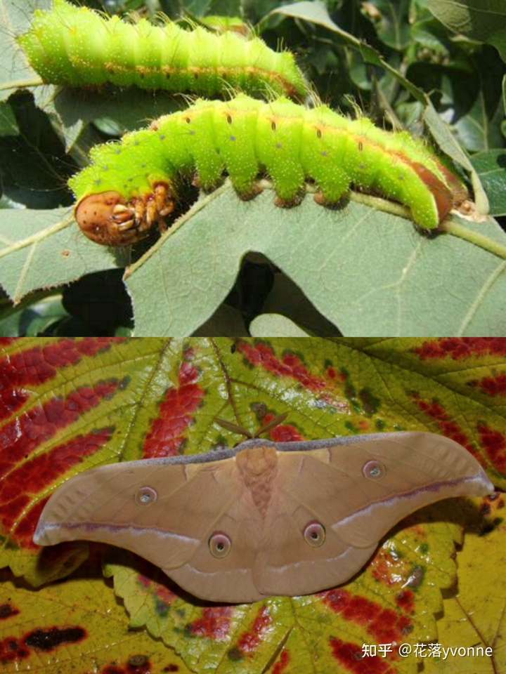 柞蚕(antheraea pernyi)的老龄幼虫和羽化成虫