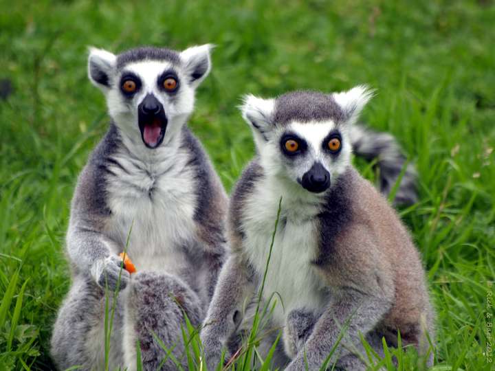 环尾狐猴(ring-tailed lemur)