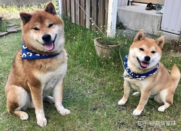 怎么辨别豆柴与柴犬的区别从哪里可以区分