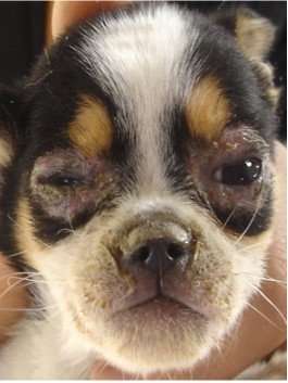 狗狗得了犬瘟怎么治疗 知乎