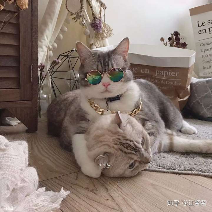 求带眼镜的猫咪头像像这张图一样