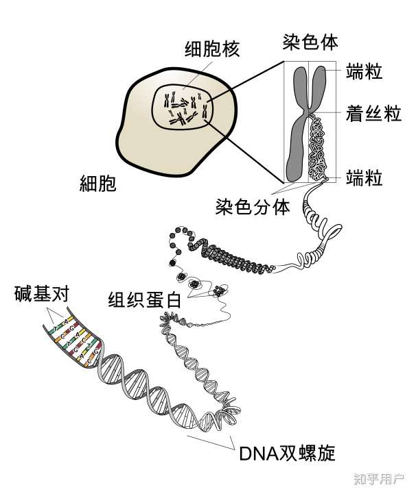 染色体是主要由双螺旋dna和组蛋白构成的,存在于细胞核中的一种构造