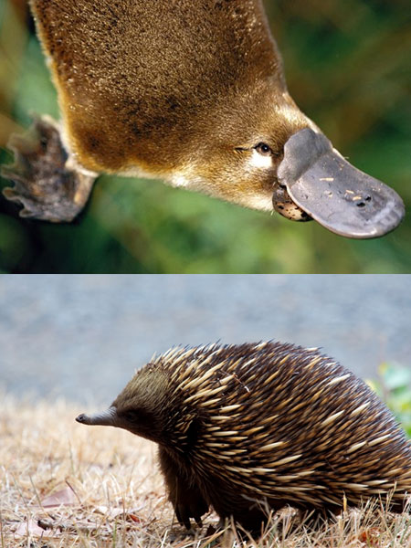 鸭嘴兽(platypus)以及 针鼹(echidna).