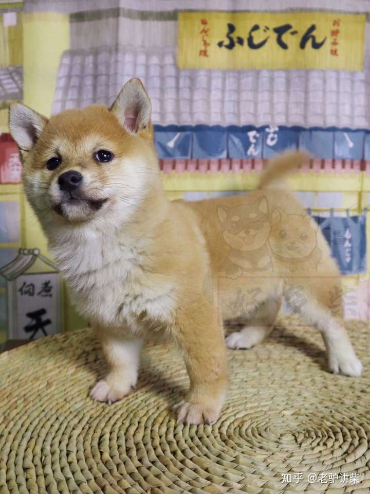 赤色豆柴母