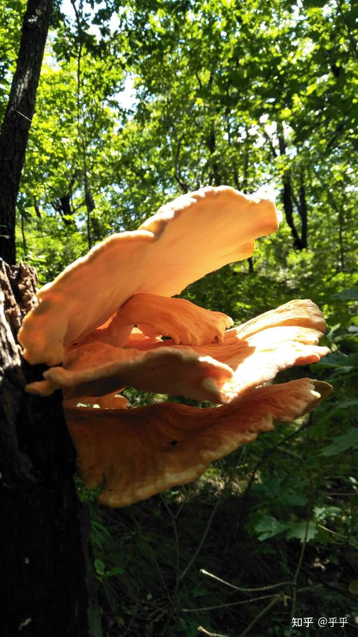 树上长的这是什么蘑菇?有毒吗?