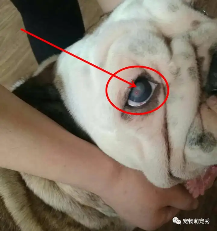 我家狗狗眼睛是第三眼睑增生的樱桃眼吗?是什么问题啊?