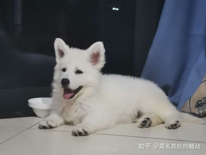 国内谁家有瑞士白色牧羊犬?白德牧.