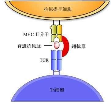 为什么超抗原不经过抗原呈递细胞的处理便能与mhcii类分子结合