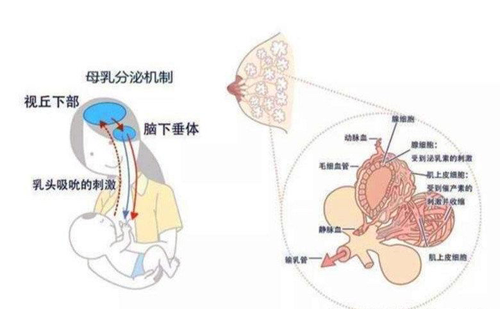 母乳产生原理