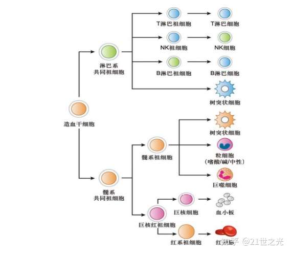 造血干细胞逐级分化为各种类型的血细胞