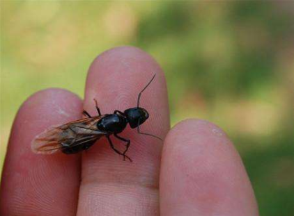 蚂蚁巢穴中,有一群雄性繁殖蚁和雌性繁殖蚁,它们在巢穴里面不用干活