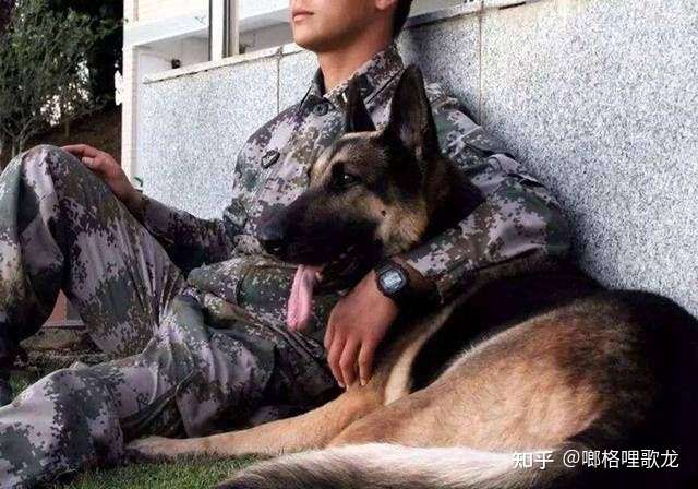 警犬是如何训练的,哪种狗不可能当警犬?