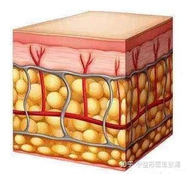 皮下脂肪的结构,可以看到脂肪细胞是被结缔组织团团包裹住的