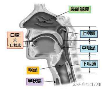 练声带闭合时感受不到胸腔共鸣只能感受到鼻腔和后颈的震动练对了吗