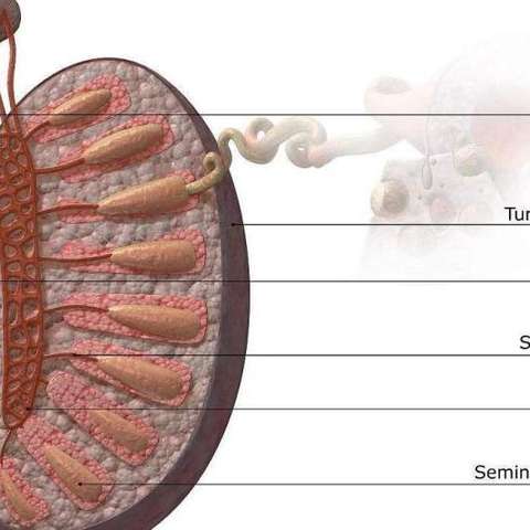 细小的管子构成的器官,一面连接着输精管(ductus deferens),一面连接