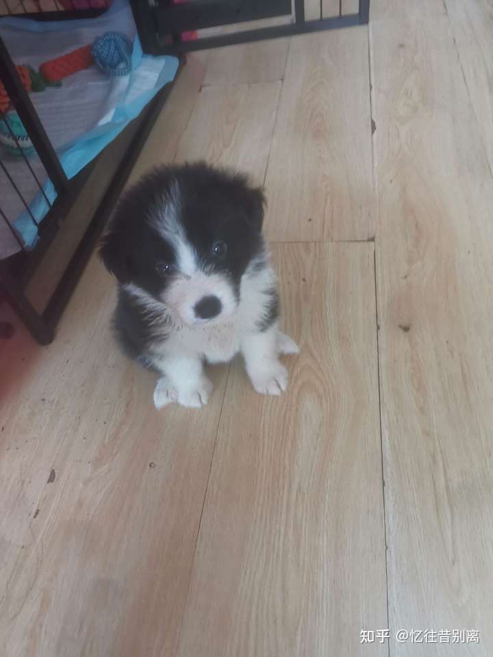 中华田园犬种类挺多的,我养过小心土狗和边牧.