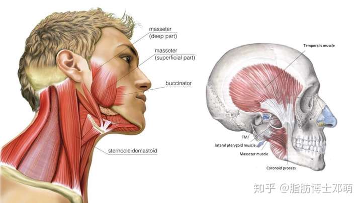 从你的问题描述中可以看到: 下颌骨方,下巴短.