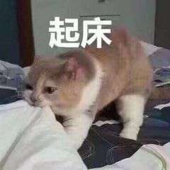 有没有早起专用表情包?