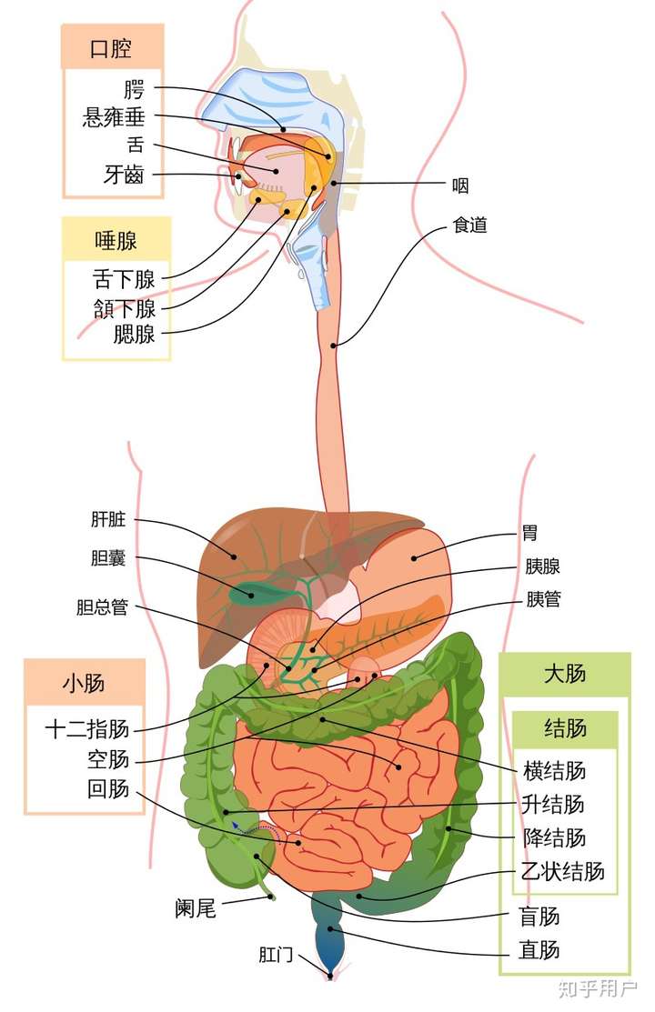 食物经 胃   小肠   大肠 (结肠   盲肠   直肠)- 肛门 完成整个过程.