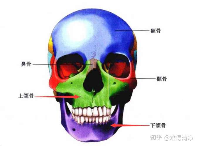 上颌骨或者 下颌骨或者 上下颌骨发育 过度,发育 不良造成的颌面问题