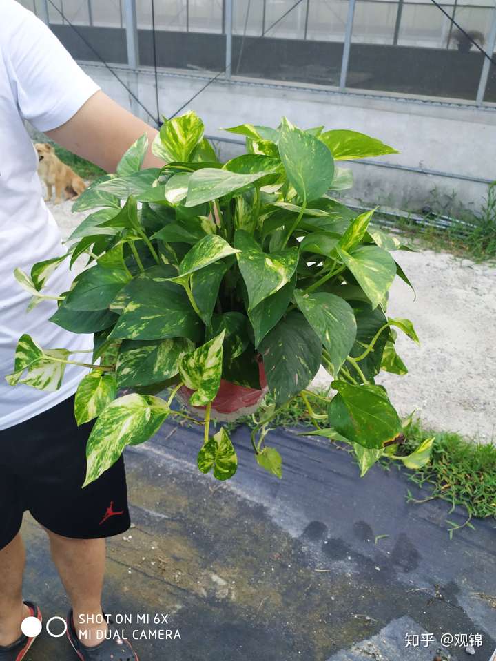 水培绿萝长白斑了怎么办?