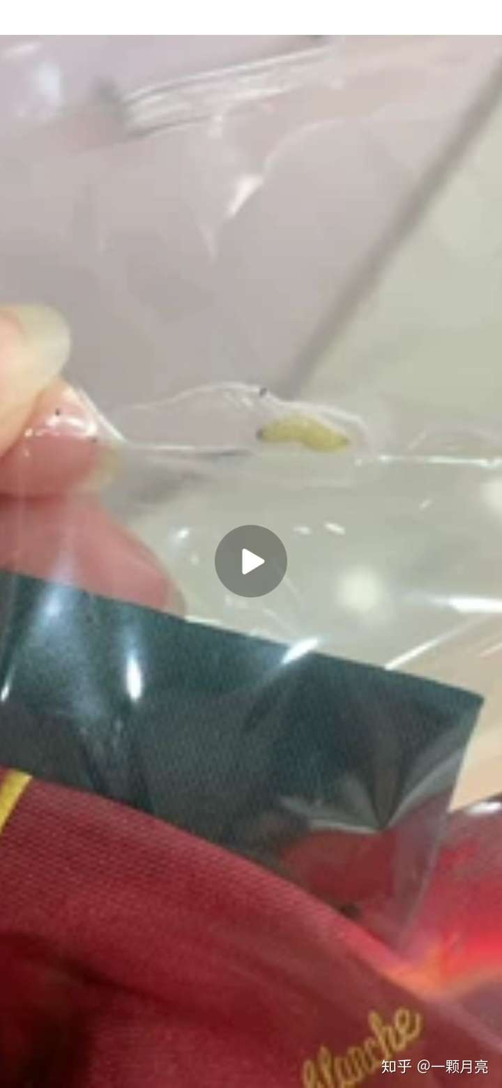 这是什么虫子 绿色的会结白丝 像吐丝一样 黑点点的虫