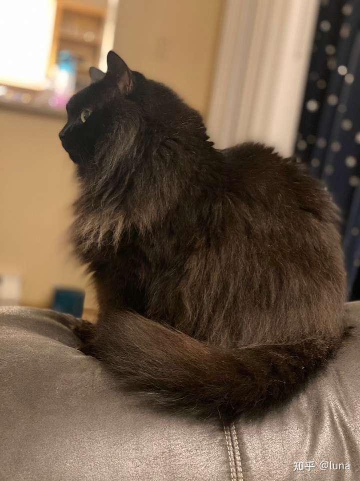 长毛黑猫会越长越好看吗