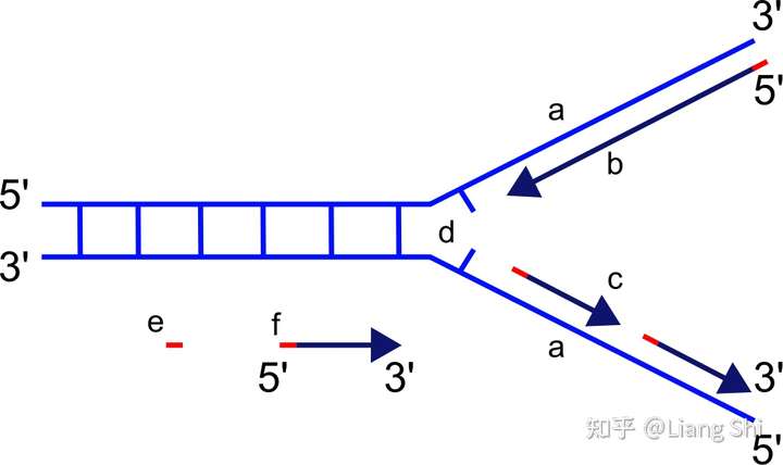 dna复制过程是怎样的