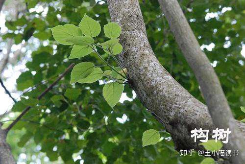 她爹宠爱老婆,特地寻到迷谷树,移植到青丘.   巴蛇吞象?真有其事